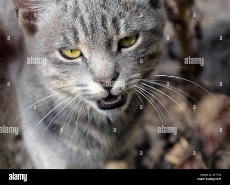 Brindle Cat Hi Res Stock Photography And Images Alamy