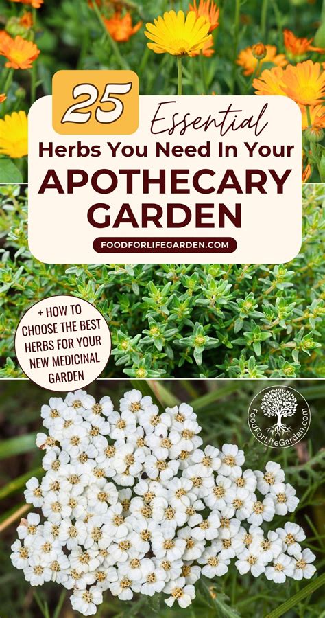 Best 13 25 Essential Herbs To Plant In Your Apothecary Garden – Artofit