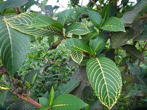 East African Plants A Photo Guide Sanchezia Parvibracteata Sprague