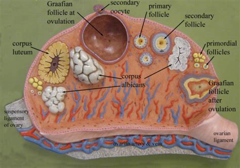 Primordial Follicle Model