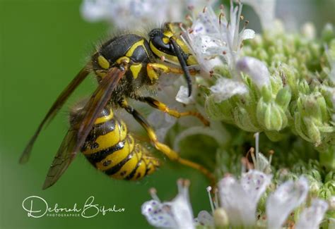 Bald Faced Hornet vs Yellow Jacket vs Yellow Jacket: A Battle of Stingers Explained - What's ...