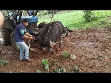 Como Levantar Una Vaca Que No Se Puede Parar Peregrino Avendano