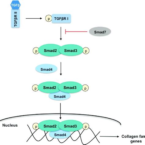 Hedgehog Signaling Pathway In Healthy Livers The Hedgehog Hh