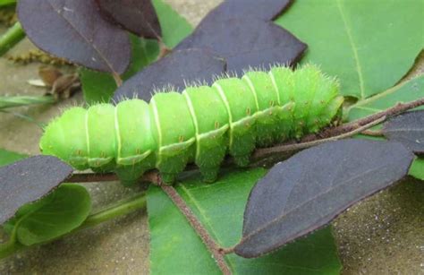 Luna Moth Facts For Kids 2023: Appearance, Habitat, Lifecycle