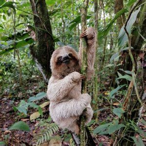 Sloth Watching Trail The Best Sloth Tour In La Fortuna Costa Rica