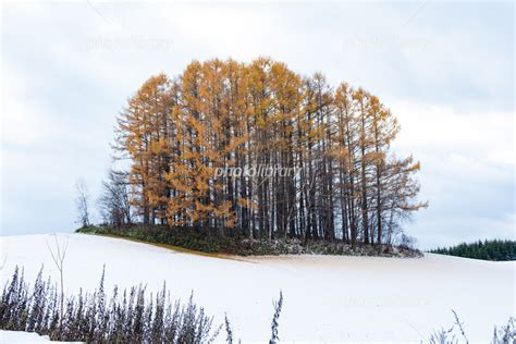 雪の丘の黄葉のカラマツ林 美瑛町 写真素材 6888048 フォトライブラリー Photolibrary