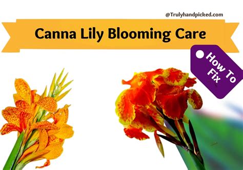 My Canna Lily Not Blooming: Complete Plant Care PlantCare365