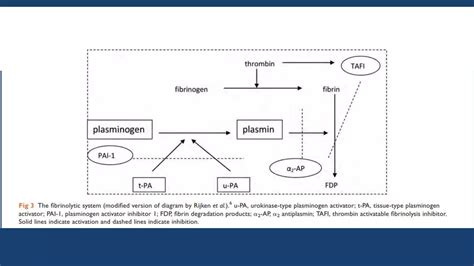 Cell Based Model Of Coagulation Ppt