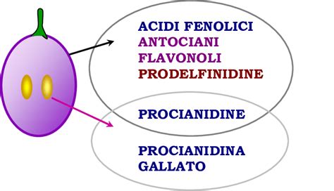 Raffigurazione Dell Acino D Uva E Della Collocazione Dei Diversi