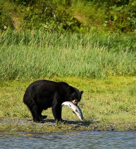 Kenai Riverside Fishing - Alaska Wildland Adventures