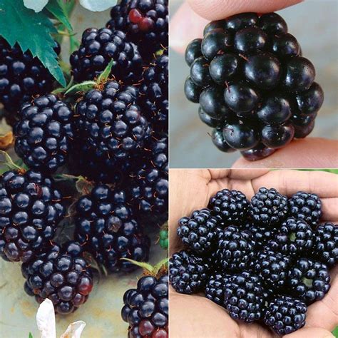 All Summer Long Blackberry Plant Collection Stark Bros