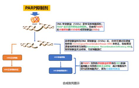 Parp抑制剂在肺癌领域中的应用前景治疗