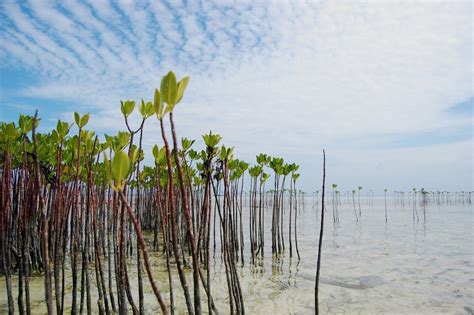 Types of mangrove and its products - News - The Jakarta Post