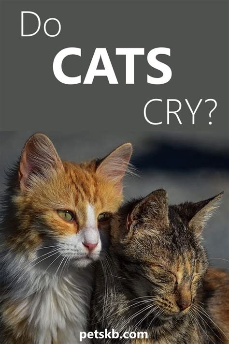 Investigating Cat Crying Do Cats Cry Real Tears Artofit