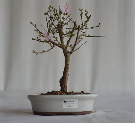 Bonsai Cerejeira Sakura Bonsai Arte Viva