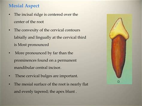 Morphology of tooth | PPT