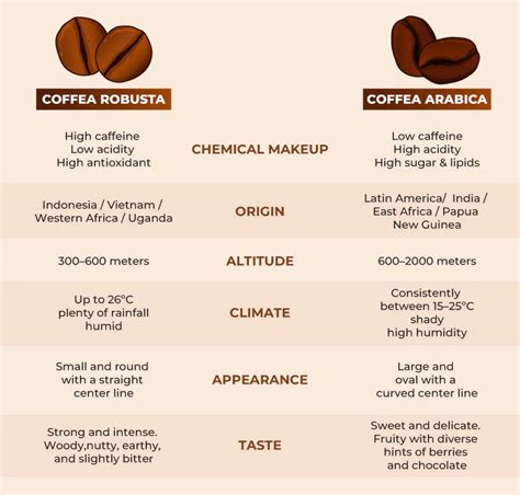 biji kopi robusta  arabica   fakta menarik keduanya mutiara