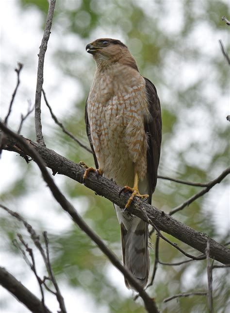 Cooper's Hawk at Jenny Abate blog