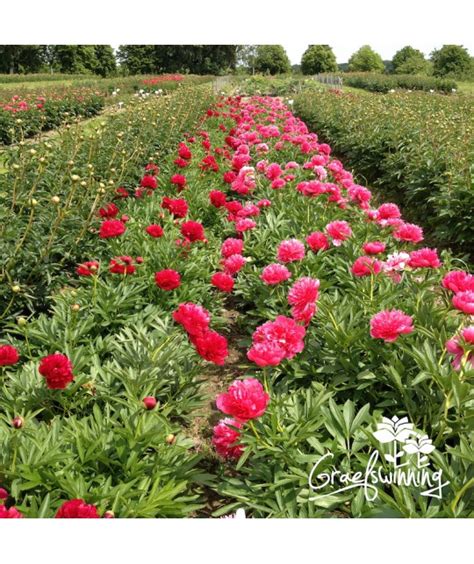 Peony Rubra Plena