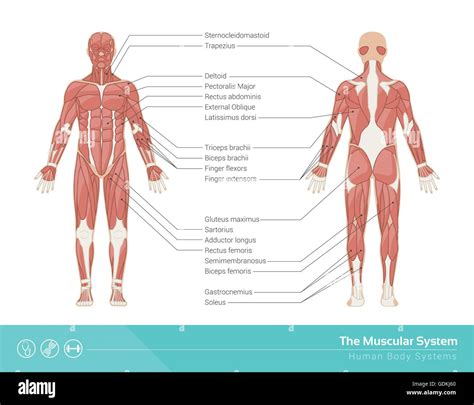 muscles anatomy  res stock photography  images alamy