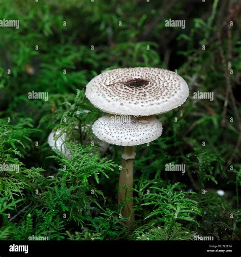 Lepiota Felina Hi Res Stock Photography And Images Alamy