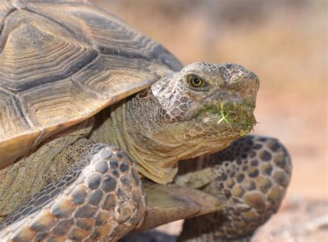 5 Ancient Secrets To Uncovering A Tortoise's True Age