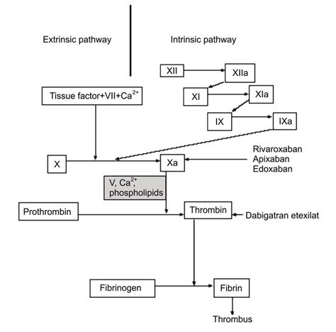 Targets Of New Oral Anticoagulants Dabigatran Etexilate Rivaroxaban