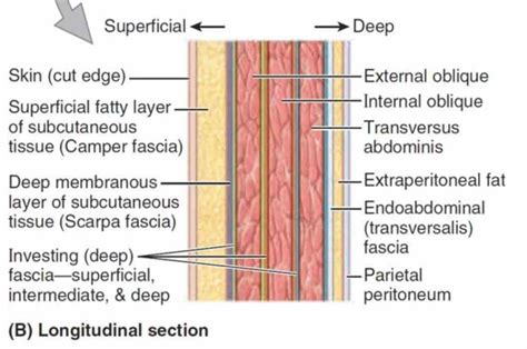 for localization viscera layers Abdominal Fascial Layers Anatomy of the ...