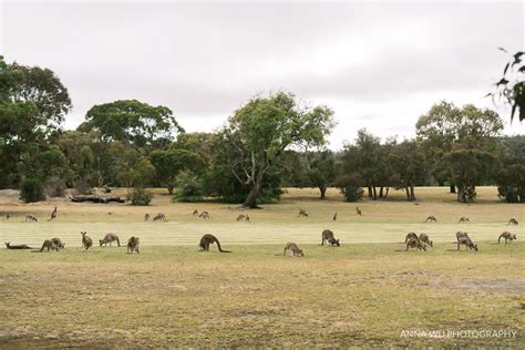 kangaroos at the anglesea golf club | Ocean, Jaunt, Australia