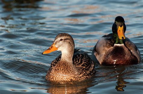 Two Mallards Photograph By Robert Potts Fine Art America