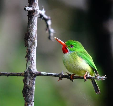 Jamaica — Red Hill Birding