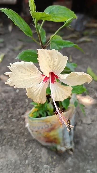 गमले में गुड़हल का पौधा कैसे उगाए How To Grow Hibiscus Plant Viral