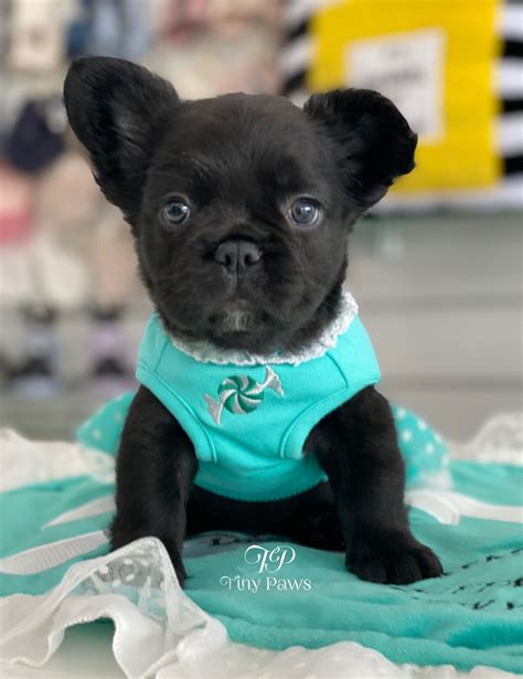 Queen Of Spades Rare Fluffy Frenchie Puppy For Sale Tiny Paws