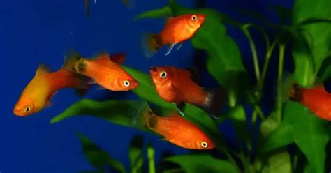 Breeding Platy Fish: The Ultimate Guide - Fishkeeping Bros