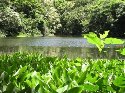 Hyacinths at Green Lake in crater - Picture of Pahoa, Island of Hawaii ...