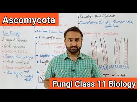 Ascomycota Ascomycetes Sac Fungi Life Cycle Of Ascomycetes