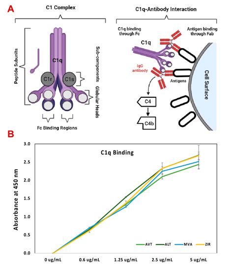 C1q Binding Analysis Of The Samples A Schematic Illustration Of C1q