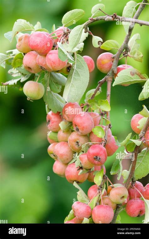 Manzana de cangrejo Evereste Malus Perpetu árbol caducifolio