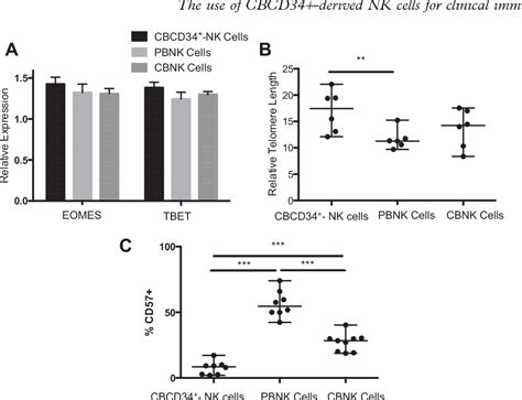 Figure 2 From Natural Killer Cells Differentiated In Vitro From Cord