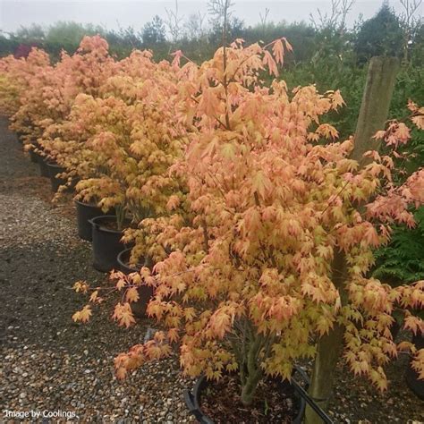 Acer Palmatum Orange Dream 35l Coolings Garden Centre