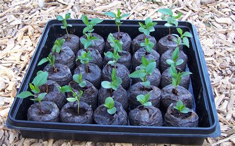 Why do apple seedlings die so easy? - General Fruit Growing - Growing Fruit