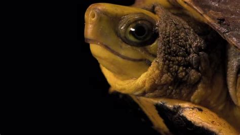 A Critically Endangered Yellow Headed Box Turtle Cuora Aurocapitata