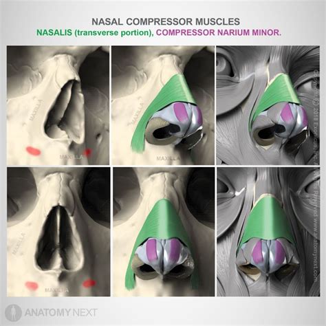 Transverse Nasalis Encyclopedia Anatomyapp Learn Anatomy 3d