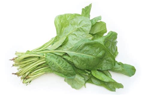 Bunch Of Spinach On White Background Stock Image Image Of Cuisine