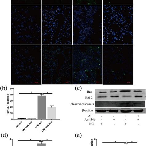 Effect Of Mir B P Inhibition On Lung Cell Apoptosis And