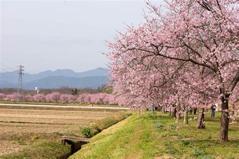 北浅羽桜堤公園の安行寒桜 その25 おやじのかおり