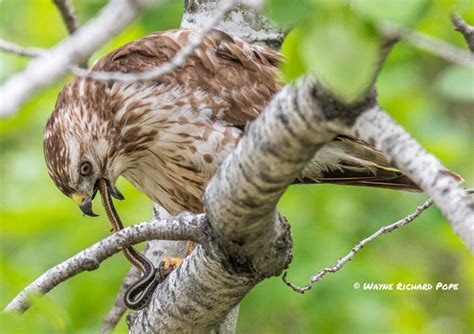 Red-tailed Hawks, the Common Buteo