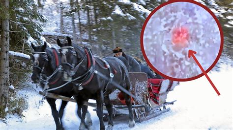 Krew na trasie do Morskiego Oka Turyści zauważyli że koń mimo rany