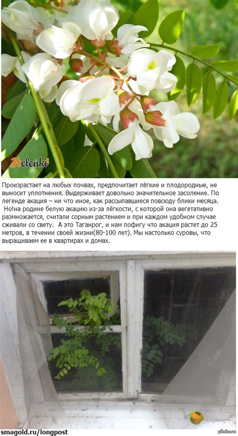 Белая Акация | Пикабу