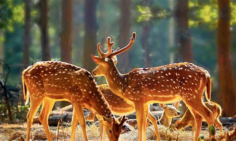 15 Best Places to Experience Wildlife in Bihar